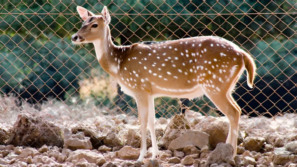 Rabbit and Deer Fence