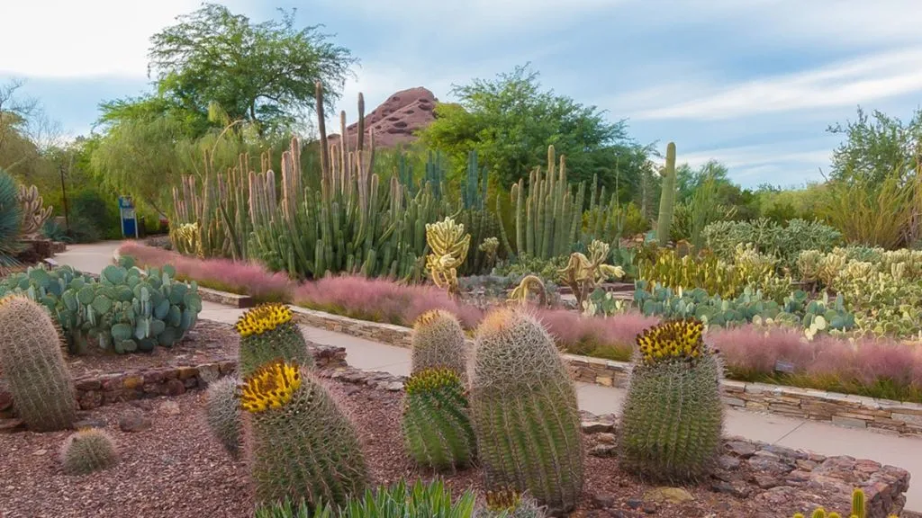 Types of Gardens -Desert Gardens