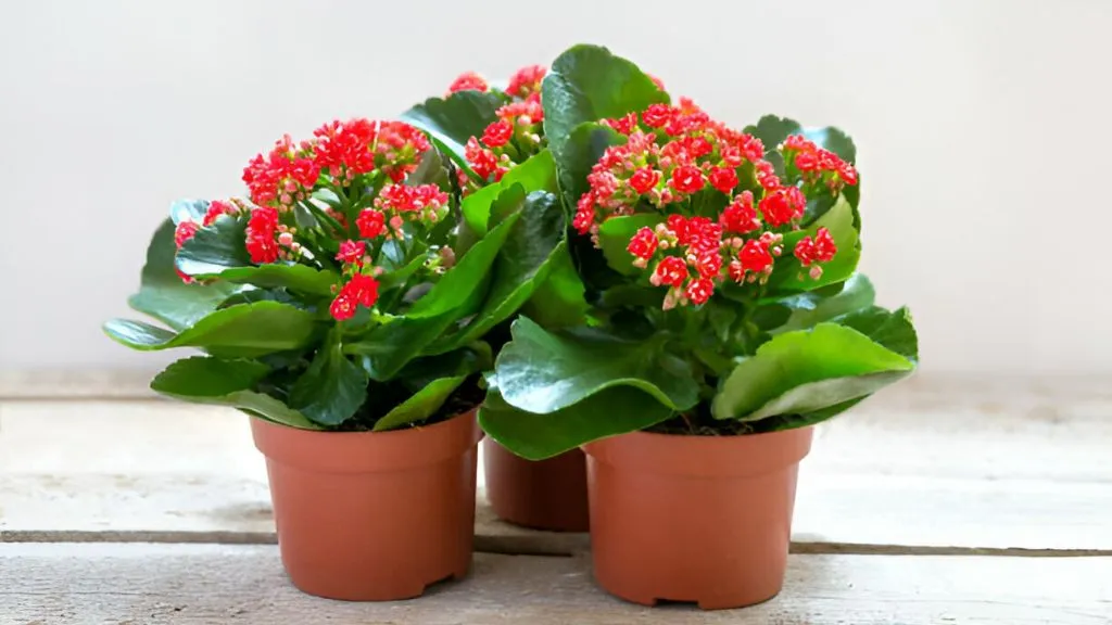 Best Flower Plants for Home - Kalanchoe