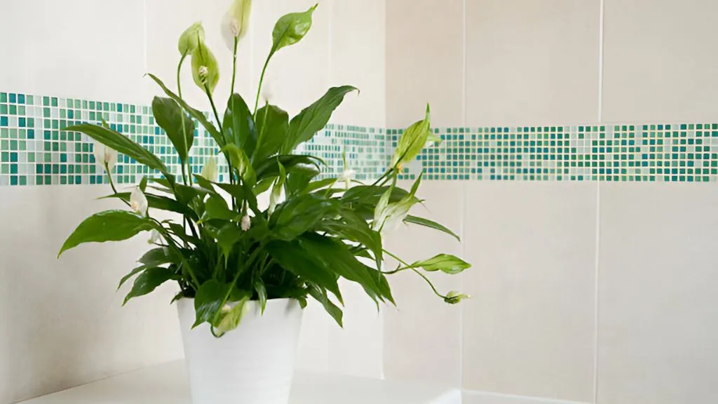 Best Flower Plants for Home -Peace Lily