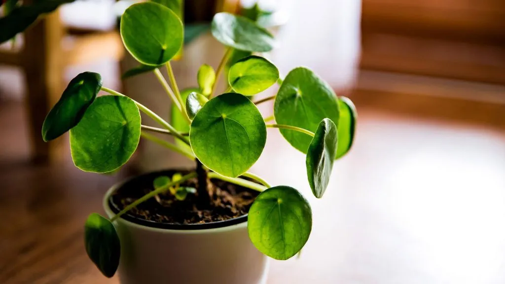 Chinese Money Plant- Different Types of Money Plants for Home