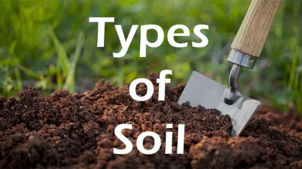 Different Types Of Soil In India for Growing Plants