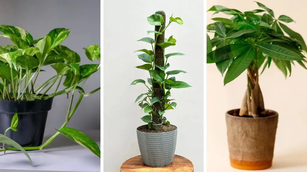 Different Types of Money Plants That Bring Positive Energy To Your Home