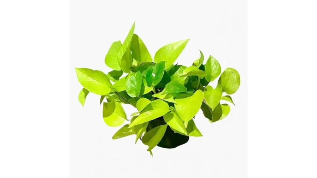 Golden Pothos or Money Plant - Different Types of Money Plants for Home