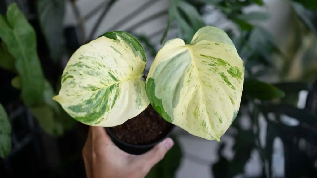 Manjula Pothos- Different Types of Money Plants for Home