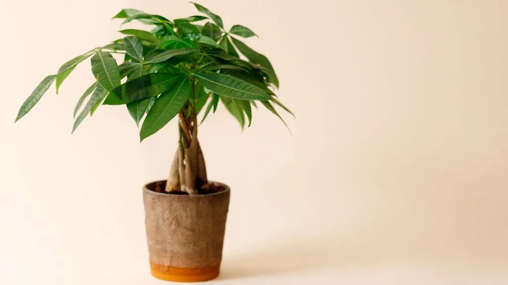 Money Tree Plant- Different Types of Money Plants for Home