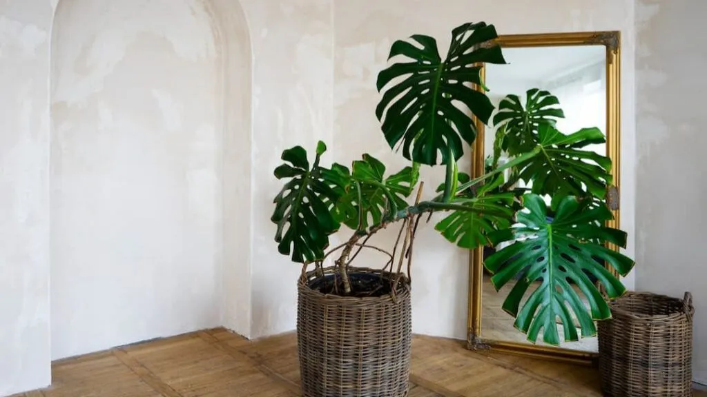 Split leaf Money Plant- Different Types of Money Plants for Home